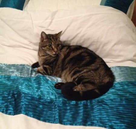 10-year-old male tabby Louie went missing from Kent Road South in Northampton