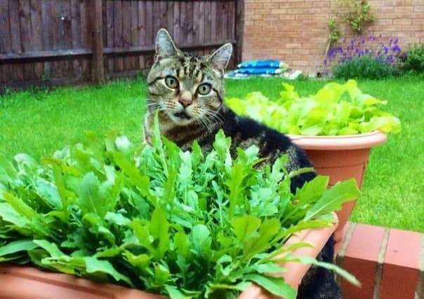 10-year-old male tabby Louie went missing from Kent Road South in Northampton
