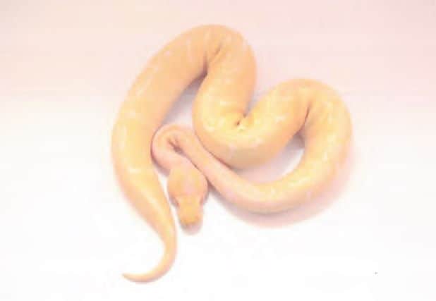 The snake was stolen from Rushden