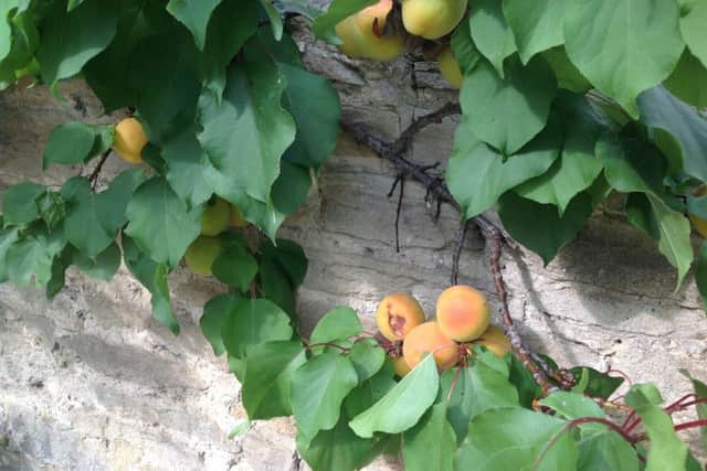 Aynho Apricots
