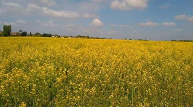 By this time next year this rapeseed crop at Hardinsgstone could be the site of a huge housing development. Now the village is facing a further plan for 500 homes nearby. 6K8Q6OwuEB5wz5M4X-pR