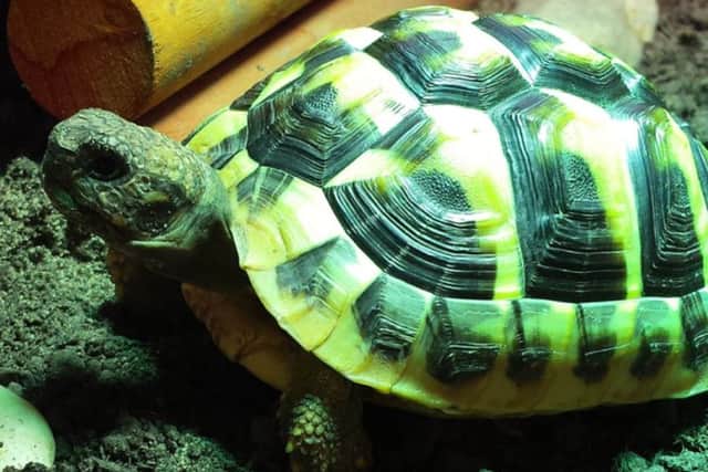 Target, the stolen tortoise
