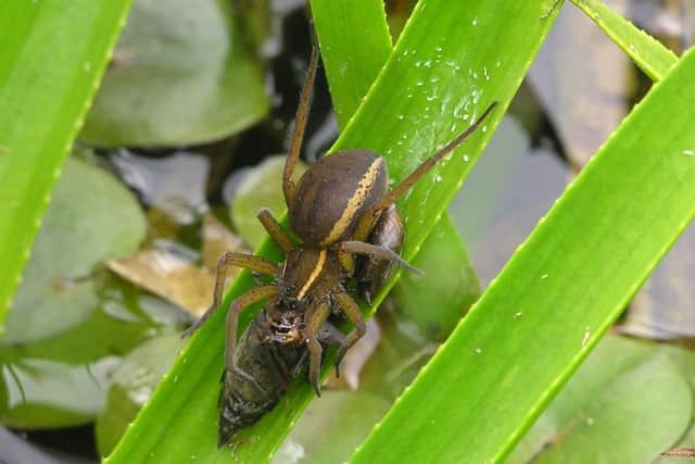 The Fen Kraft spider