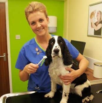 Veterinary nurse Hayley Thompson gives patient Marlo Stapletons teeth a brush.
