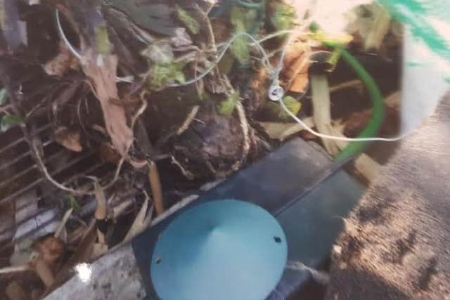 Lilleth, a long haired cat, was trapped in a snare set up in a Northampton garden