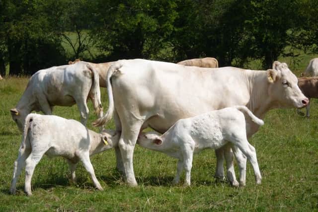 Cows and calves. Picture copyright Heather Jan Brunt