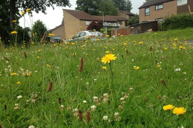 The grass in Southfields as of July 11.