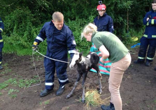 The rescue of a foal by firefighters in a field near Burton Latimer
