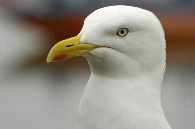 People in Northampton have been given advice with how to deal with the growing gull population in the town