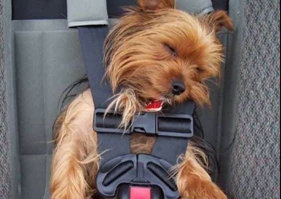 Bounds Taxis in Northampton is now offering a new "dog friendly" service