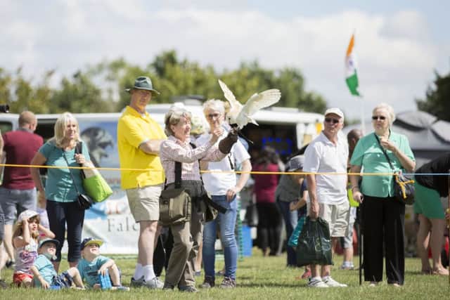 Bradlaugh Fields community show.Fulford Drive, Kingsthorpe. Pam with Casper the barn owl - part of the falconry display by Icarus Falconry based at Holdenby House NNL-160708-122936009