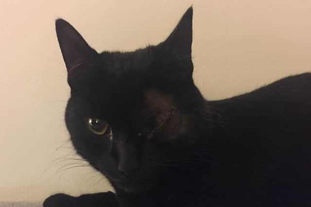 Claire Pell's cat Penny was shot point blank an air rifle last week, leaving her needing surgery to remove her left eye.