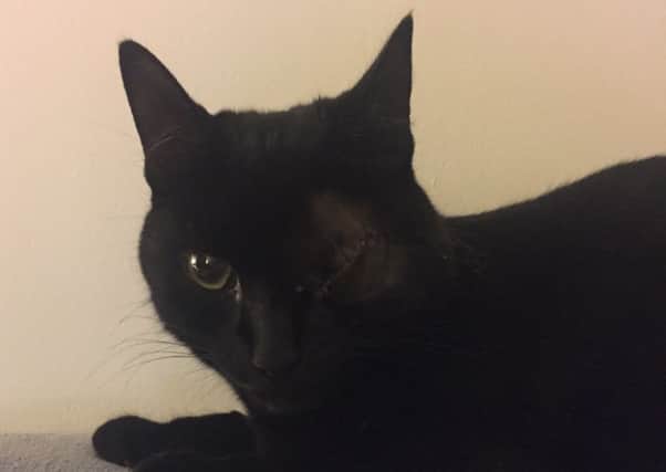 Claire Pell's cat Penny was shot point blank an air rifle last week, leaving her needing surgery to remove her left eye.