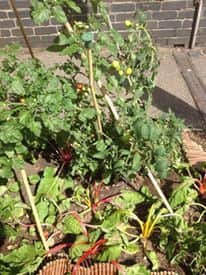 Cherry tomatoes are being grown in the soil around the trees in Stimpson Avenue, Northampton