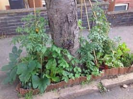 An unknown gardner is planting vegetables and flowers in soil around the trees in a Northampton street