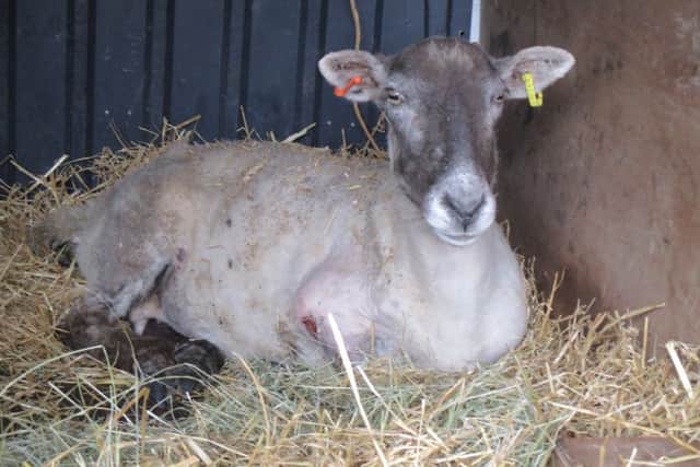 Flossie is waiting to have a prosthetic limb