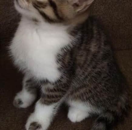 Three-month-old Lucy has now been returned to her home in Newport Pagnell