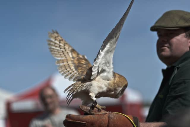 Falcons coming to Rockingham