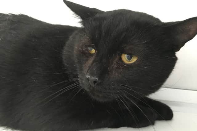 Picture courtesy of RSPCA Brixworth.