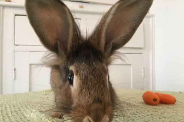 Picture courtesy of RSPCA Brixworth.