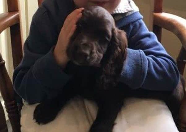 Spaniel Poppy is believed to have been stolen from a home in East Haddon - have you seen her? jmI0VXYvnhaQwXmEHlpM