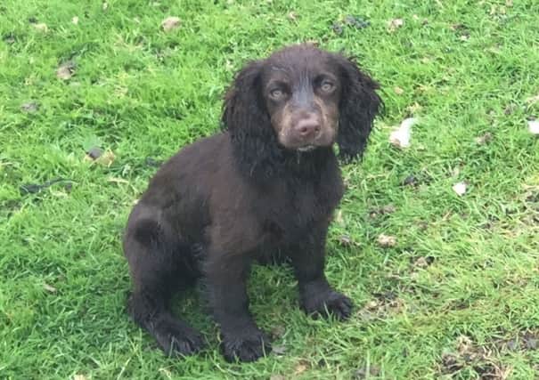 Police are investigating the theft of a puppy from a farm in East Haddon