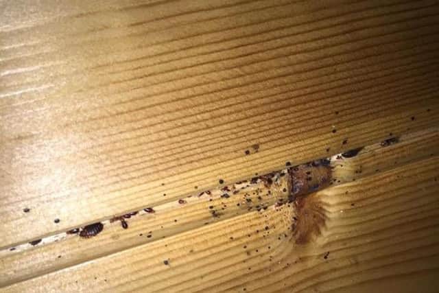 Bed bugs in the glamping pod