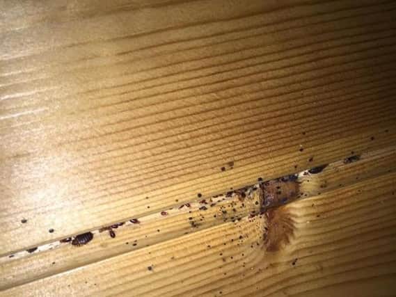 Bed bugs in the glamping pod