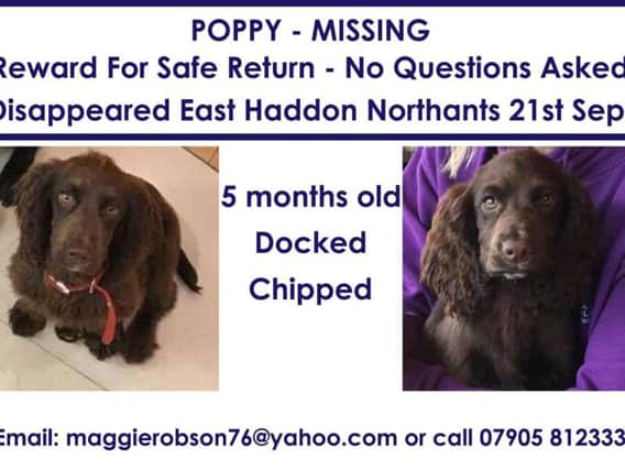 The search for missing puppy Poppy goes on