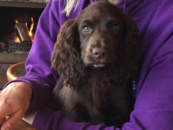 Poppy the puppy has been returned to her home safe and well