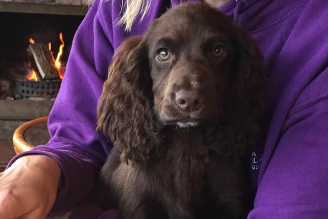 Poppy the puppy has been returned to her home safe and well
