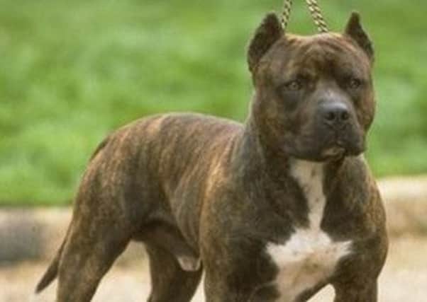 An American pit bull terrier. File picture.