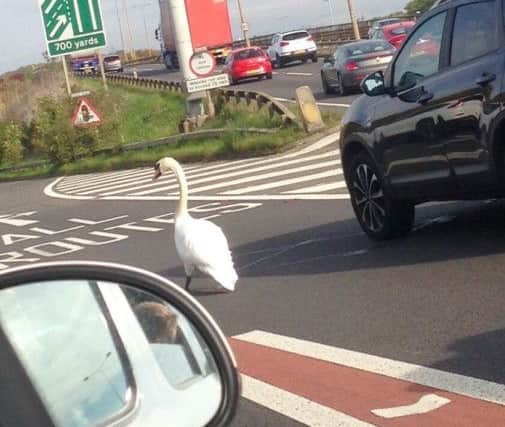 Swan on the A45. Picture via @aharrisn NNL-161027-165735001