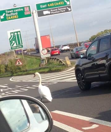 Swan on the A45. Picture via @aharrisn NNL-161027-165735001