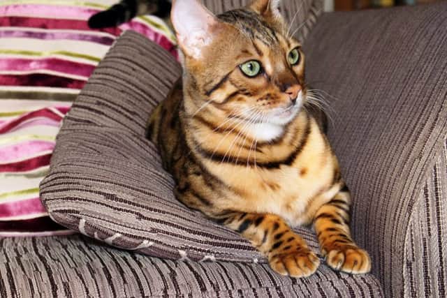 Hiro the 14-month-old Bengal cat who was mistaken for a Lynx.