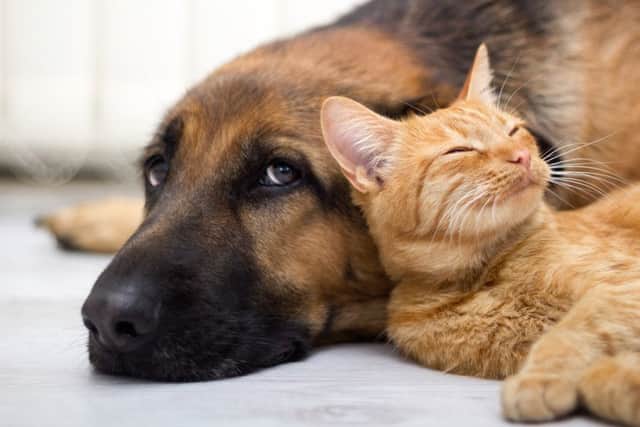 Pet Flea and Tick drops recalled over poisoning fears