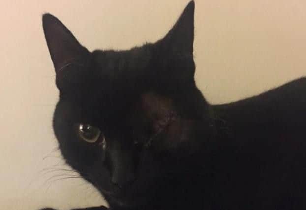 Claire Pell's cat Penny was shot point blank an air rifle, leaving her needing surgery to remove her left eye.