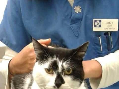 Northampton cat spotted living rough 25 miles away returns to Northampton years after going missing