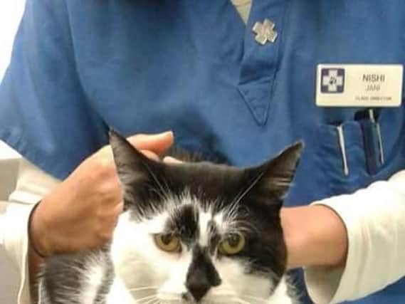 Northampton cat spotted living rough 25 miles away returns to Northampton years after going missing
