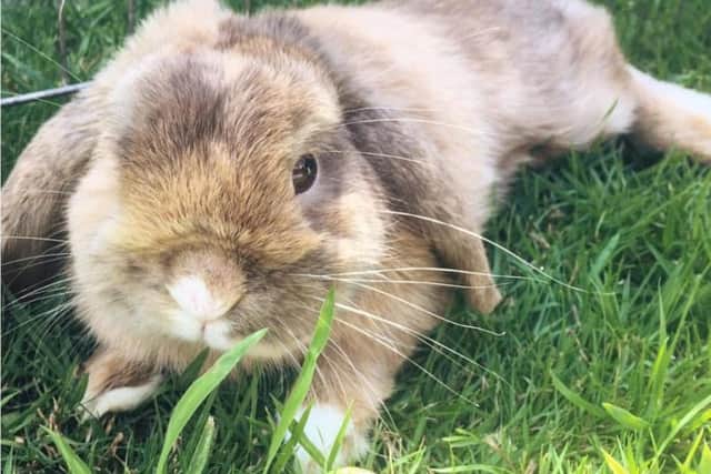 Teddy the rabbit
