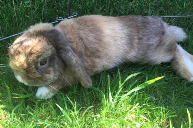 Teddy the rabbit