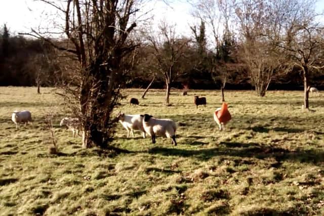 This sheep had a baaad day after getting her head stuck in a traffic cone in the middle of a field in Hertfordshire on 4 December. The RSPCA have released their top ten most bizarre animal rescues of 2016 - including a sheep with a TRAFFIC CONE stuck on its head and a snake trapped in a VACUUM CLEANER. See News Team story NTIRESCUE; Hilarious pictures also show a seagull that fell into a vat of curry and turned orange, a dog with its head stuck in a fence and a cow firmly wedged in an animal feeder. Other strange call-outs this year include a cat that climbed in a parcel and survived being posted 260 miles while another puss got stuck in a stair lift. A spokesman for the animal charity said: "Animals really do the funniest things. "But sometimes, they need a little help getting themselves out of the trouble they find themselves in and the RSPCA is always there to help."
