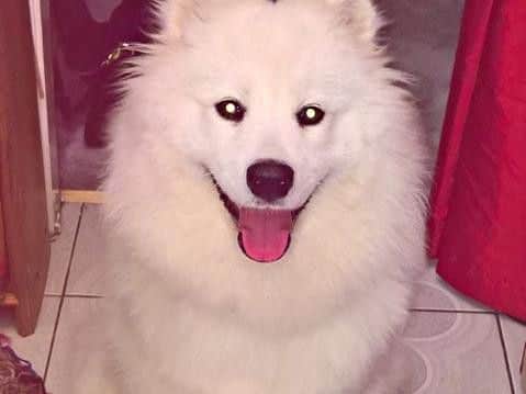 Dog that mistakenly drank bottle of antifreeze in Northampton has life saved by vodka drip