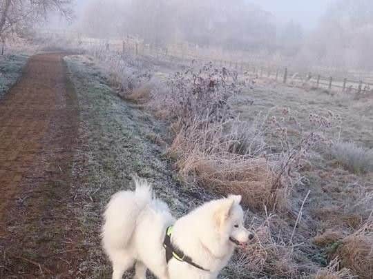 Mischa the Maladie was kept on a vodka drip at Vets4Petsfor several days, which is a process that makes the dog sickto eliminateany antifreeze left in her stomach.