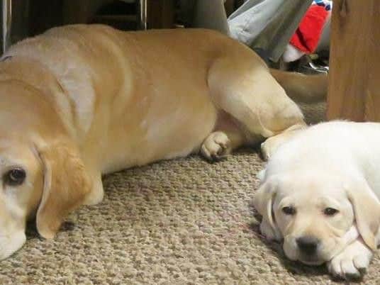 Tilly with mayor Chris Malpas' guide dog Verity after an exhausting play session.