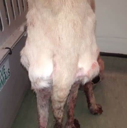 Honey could barely walk and has a severe skin condition