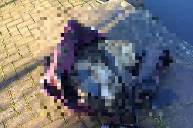 The body of a dog was discovered in a suitcase in the River Nene. The Picture has been blurred as some readers may find it distressing.