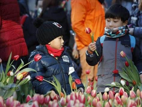 Tulips proving popular in Amsterdam