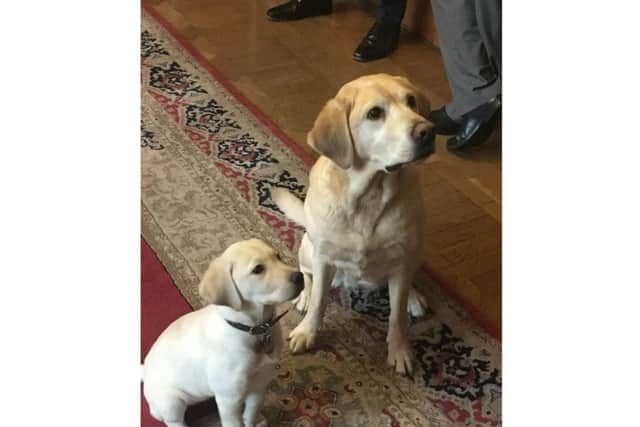 Tilly and "Auntie" Verity, Councillor Malpas' current guide dog.