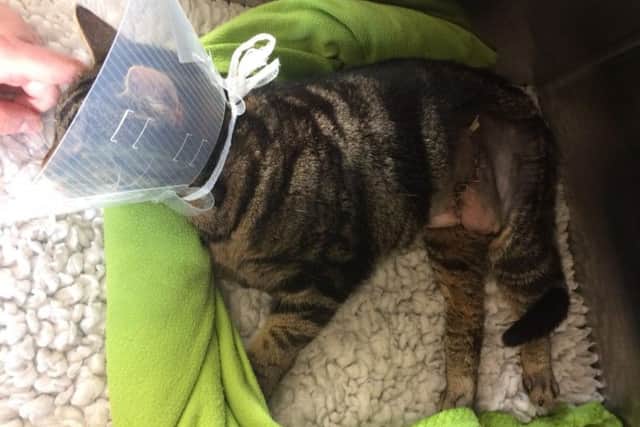 "Stitchy" was brought to the Rhodes Veterinary Surgery on Towcester Road, Farcotton, on February 6 with a nasty wound to her abdomen.